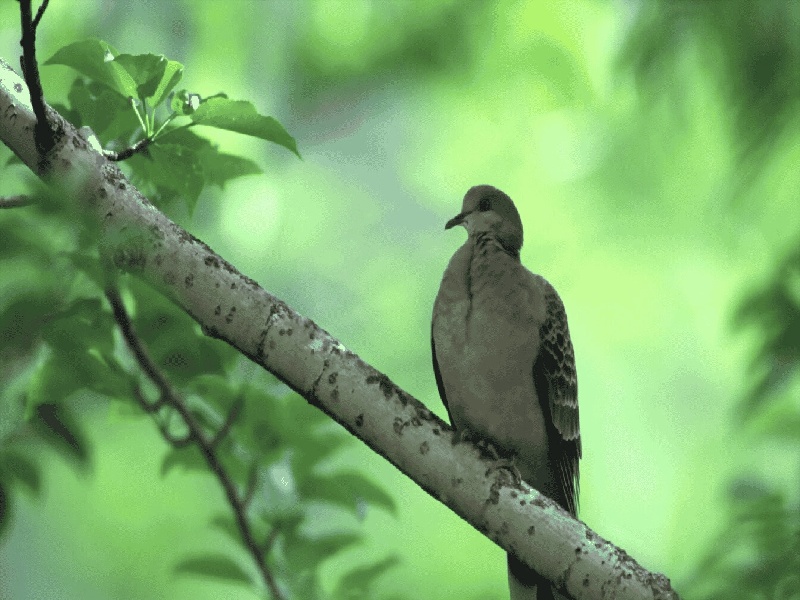 试管迷索前列醇，买试管要注意什么