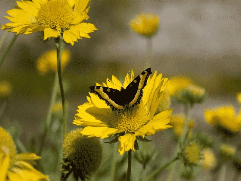 李信试管皮肤资料，试管失败卵泡质量
